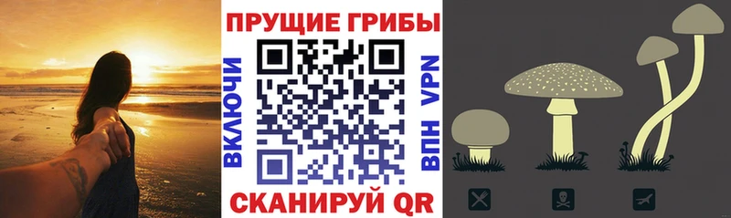 Псилоцибиновые грибы мицелий  даркнет сайт  Котлас 